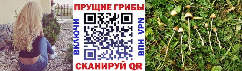 мега tor Мантурово Псилоцибиновые грибы Psilocybe